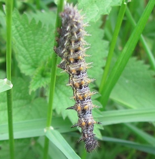 Bruco da ID - Vanessa atalanta, Nymphalidae